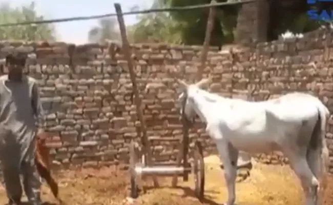 Donkey Arrested For Gambling In Pakistan - Sakshi