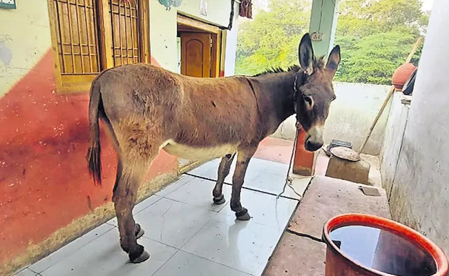 Kidnapping donkeys and making money in Guntur - Sakshi