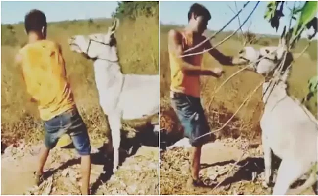 A Man Ruthlessly Beating Up A Donkey Then Instant Karma Happened - Sakshi