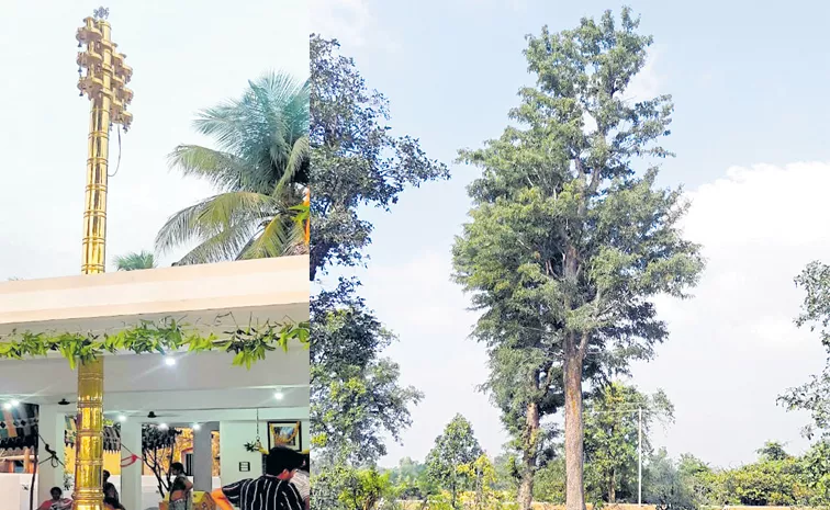 Forest officials are widely growing Narepa tree in Western Agency