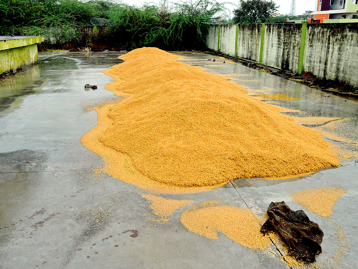 Crops Damage Due to Unexpected Rain in Telangana Photos - Sakshi