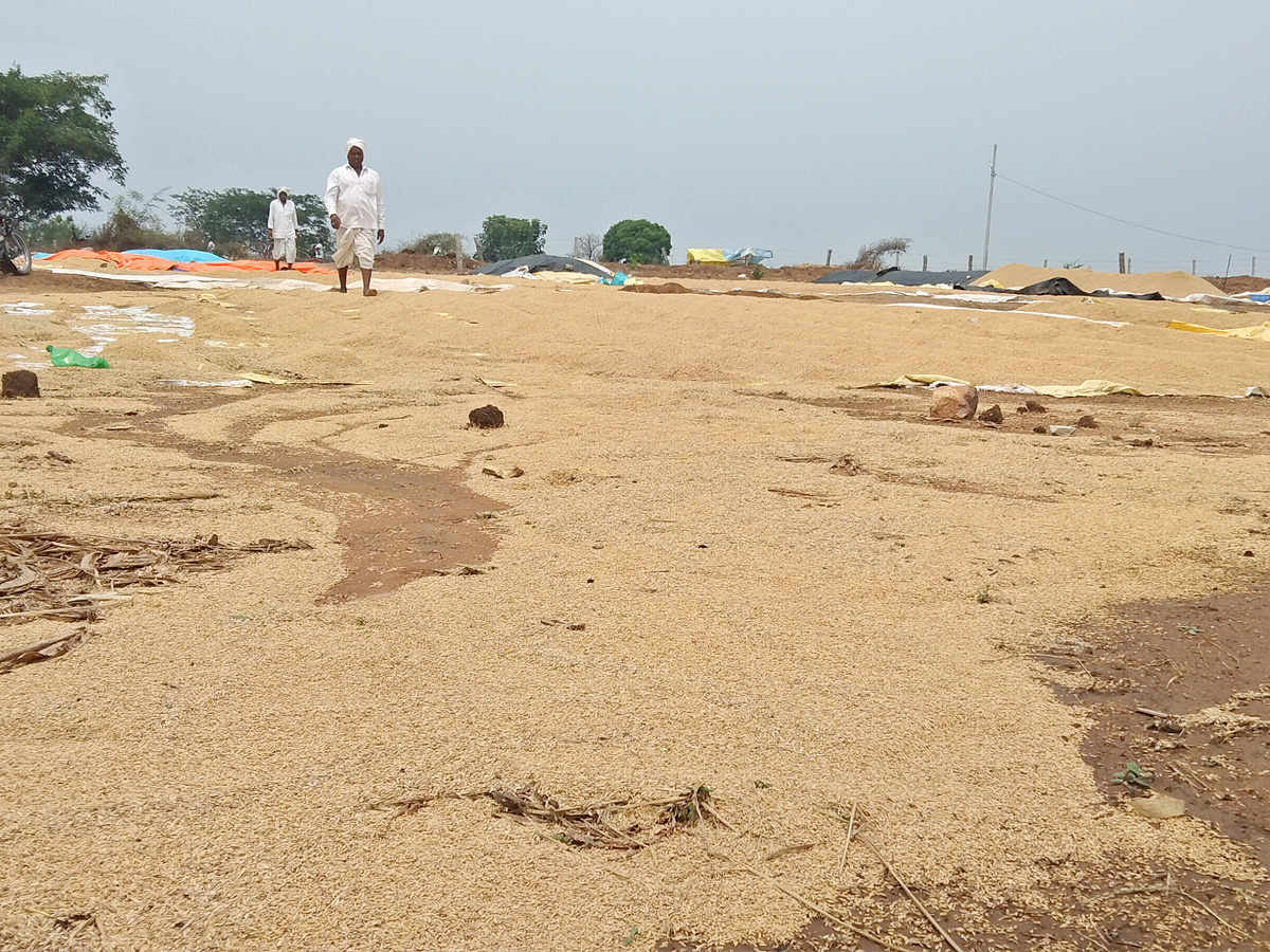 Crops Damage Due to Unexpected Rain in Telangana Photos - Sakshi