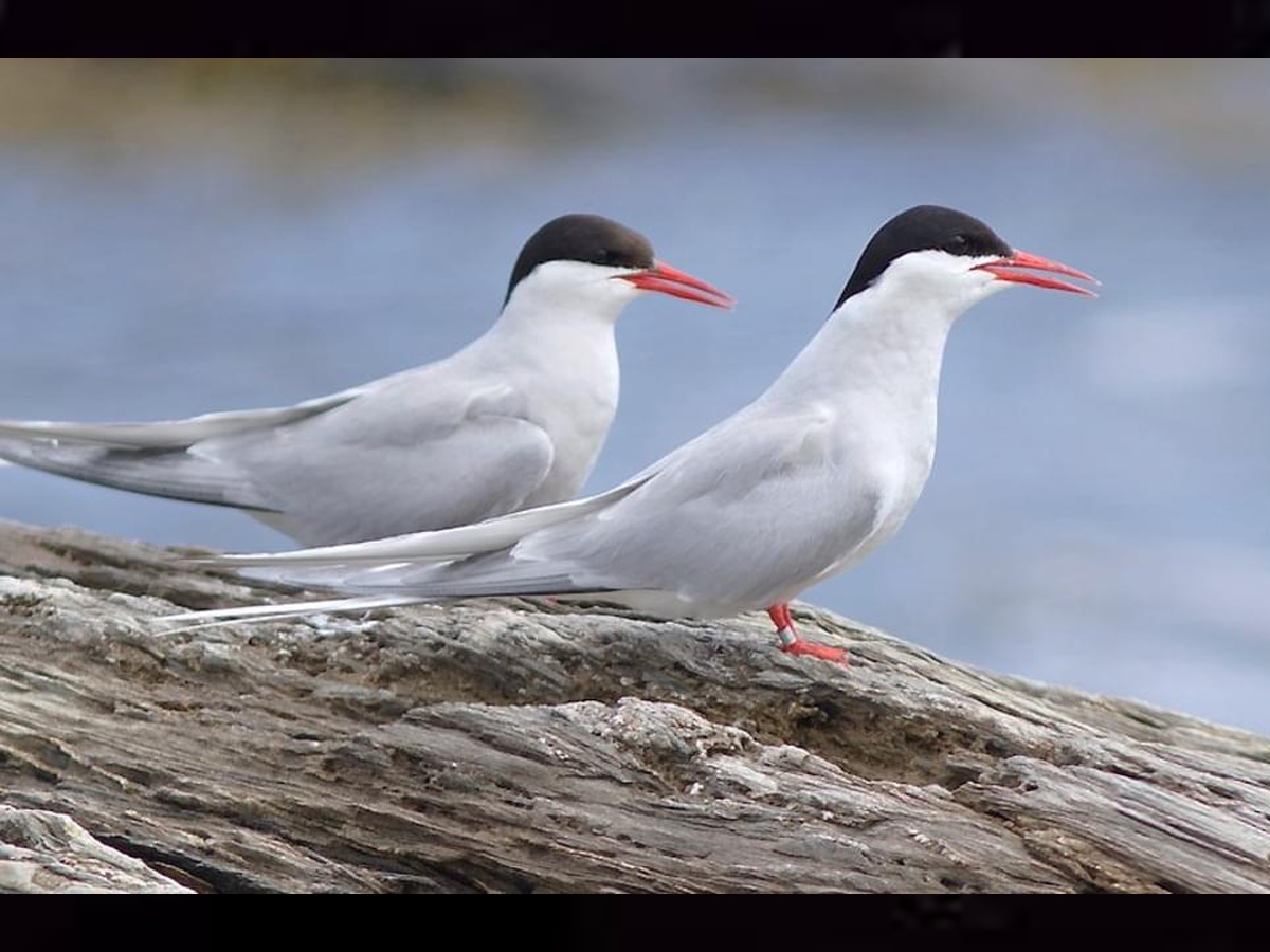 Arctic Tern Bird - Sakshi