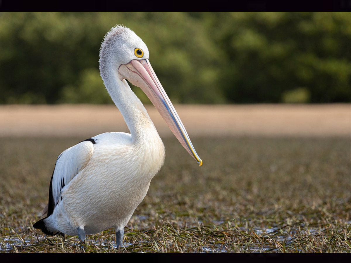 Australian Pelican Bird - Sakshi