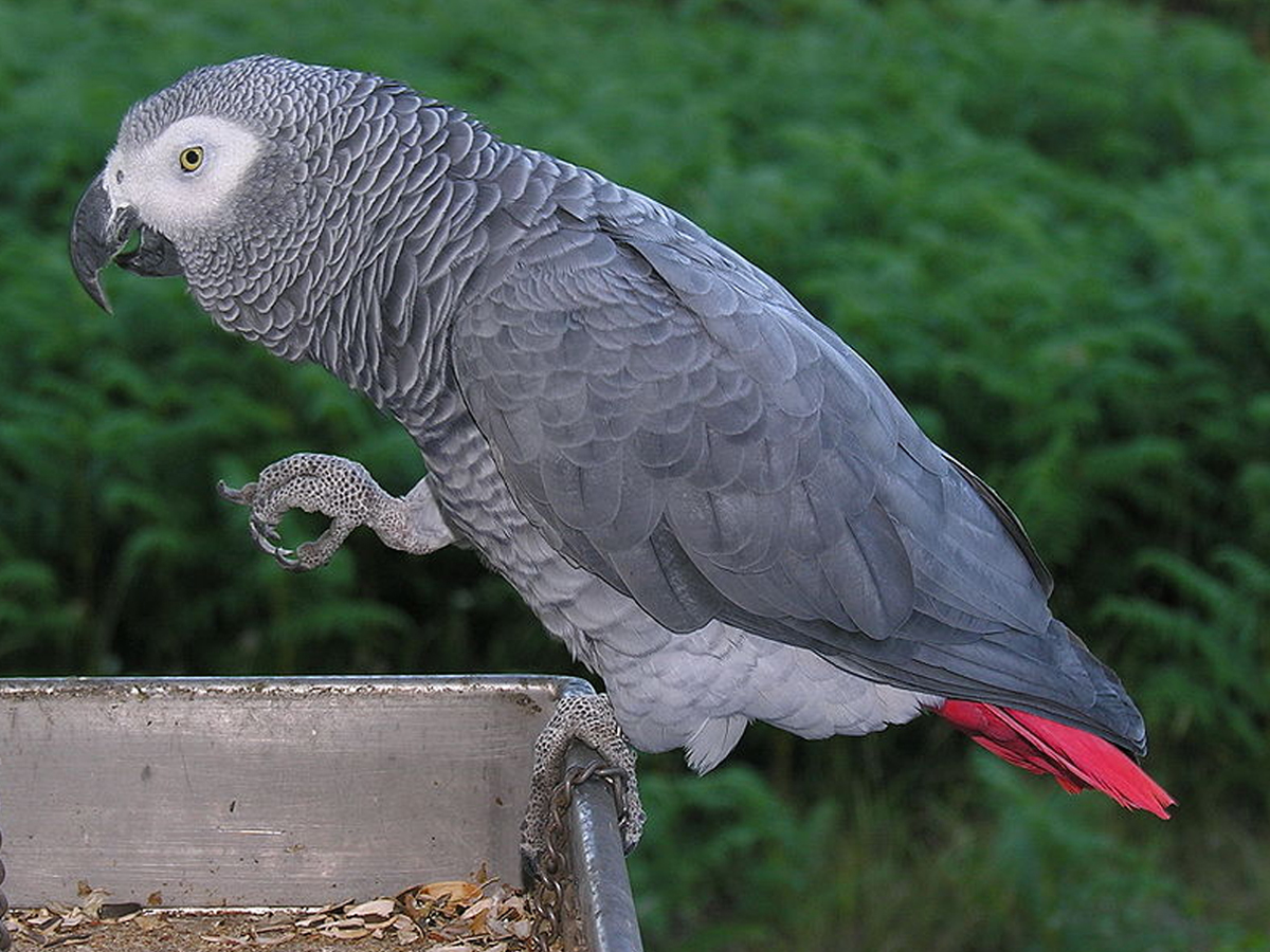 African Grey Parrot - Sakshi