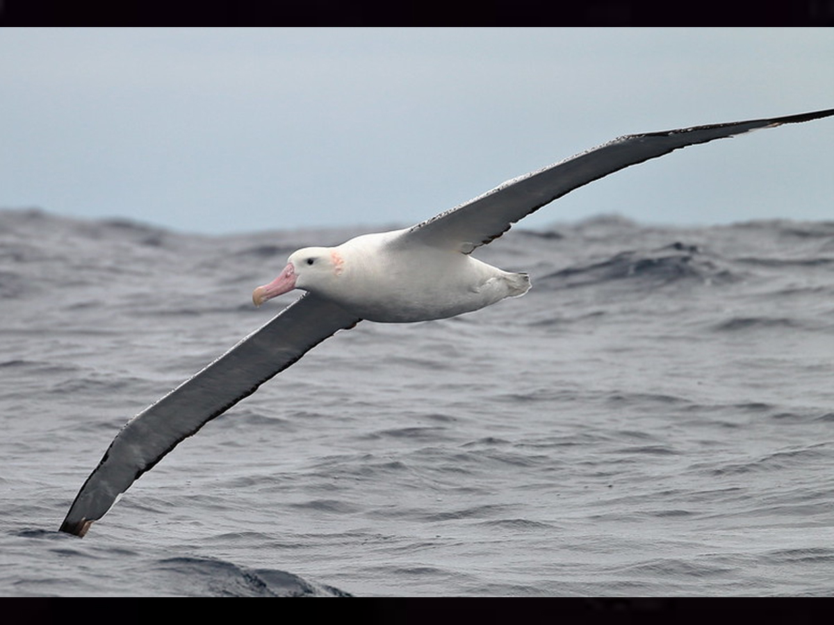 Wandering Albatross Bird - Sakshi
