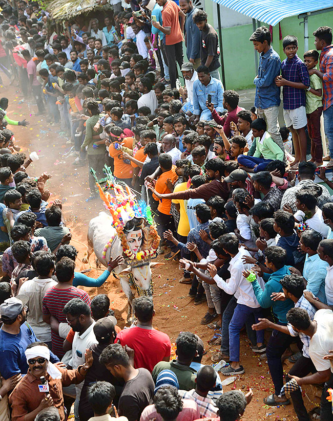Tirupathi Rangampeta Bull Festival Jallikattu 2024 Photos Gallery Goes Viral - Sakshi