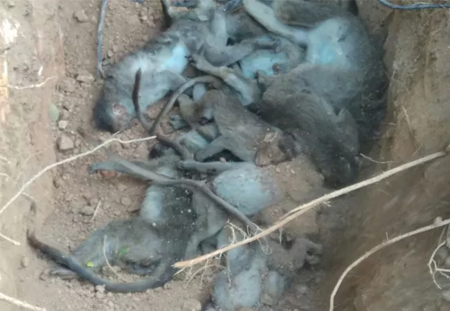 unknown persons kills monkeys in kolar - Sakshi