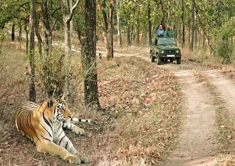 Eco tourism starts in nallamala forest :Jungle Safari - Sakshi