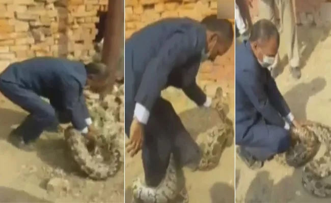 Botany Professor catch python in Allahabad - Sakshi