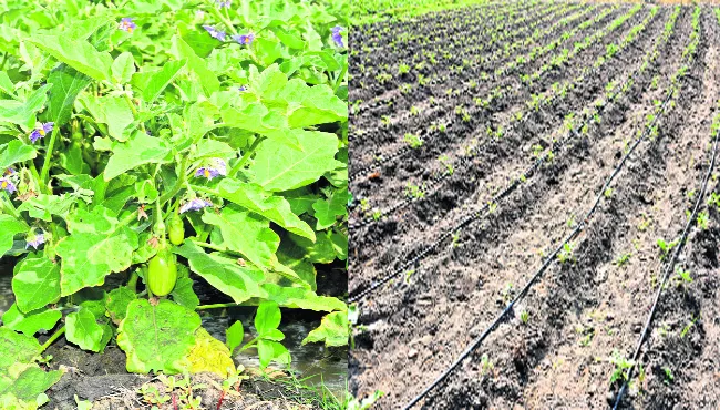 fake fertilisers continue trouble the farmers - Sakshi