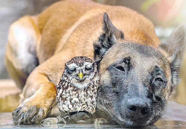 dog and owl maintain strong friendship - Sakshi
