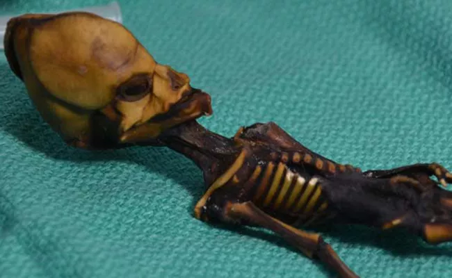 A Tiny Skeleton Found In Chile Might Look Like An Alien - Sakshi