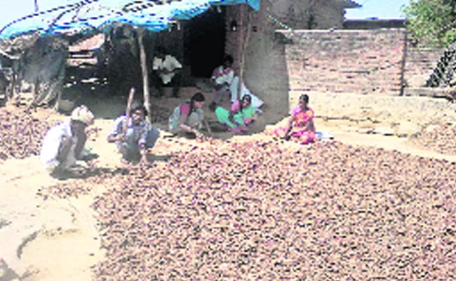 Tamarind Is Livelihood For Villagers - Sakshi