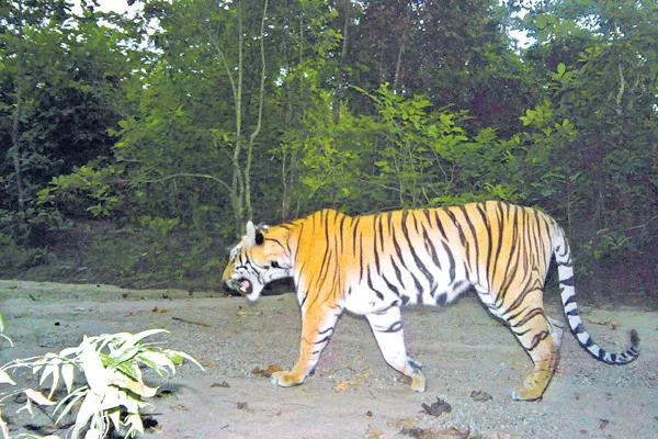 Tiger in hunters trap  - Sakshi