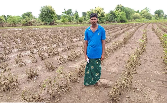 Crops Damage Department Of Agriculture Survey Adilabad - Sakshi