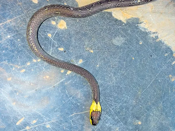 Rare snake in Nallamala Forest - Sakshi