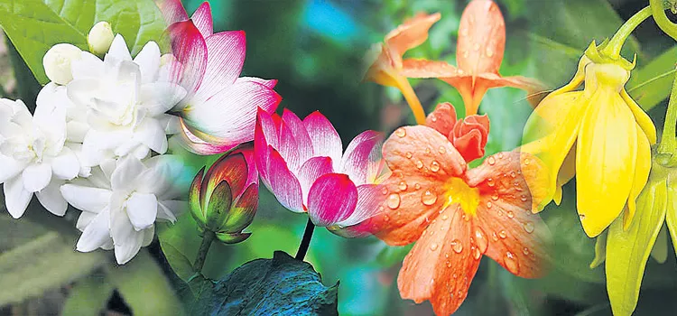 Special story to Floral fragrances - Sakshi