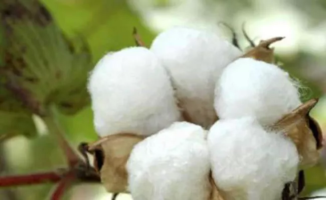Cotton Support Price  Farmers Problems Adilabad - Sakshi