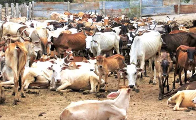 Cattle Purchase With Online Adilabad - Sakshi