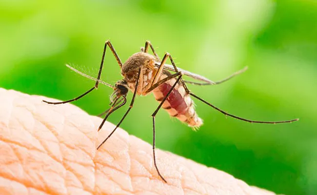 Dengue is Ravaging in South East Asia - Sakshi