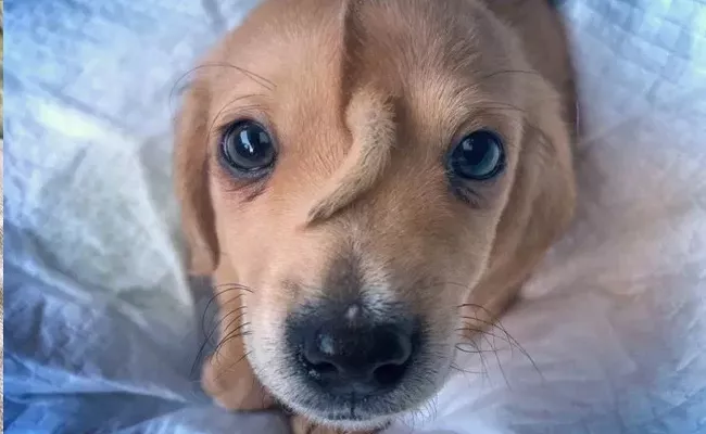 This Rescue Puppy Name Is Narwhal With Tail Growing On His Forehead - Sakshi