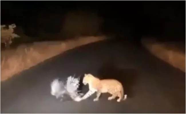 Leopard Vs Porcupine Deadly Battle Video Goes Viral On Social Media - Sakshi