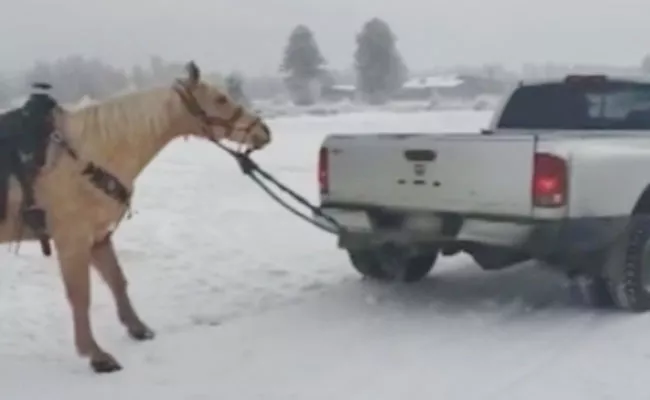Colorado Couple Charged Horse Is Dragged In Snow - Sakshi