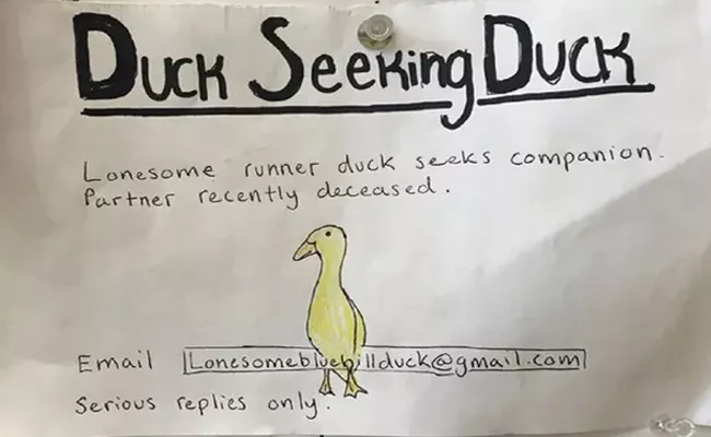 Duck Seeking Duck: Man Ad For Alone Bird - Sakshi