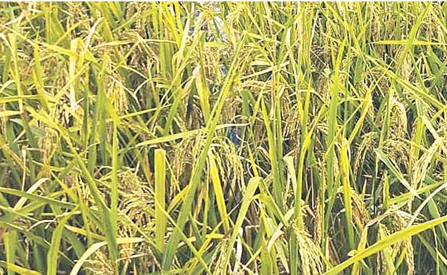 Black Grain Cultivation Success - Sakshi