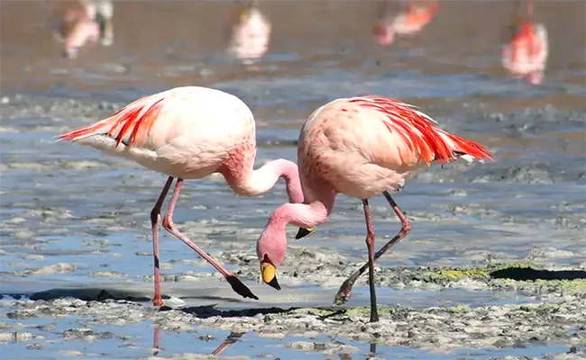 Flamingo festival in Nellore District - Sakshi