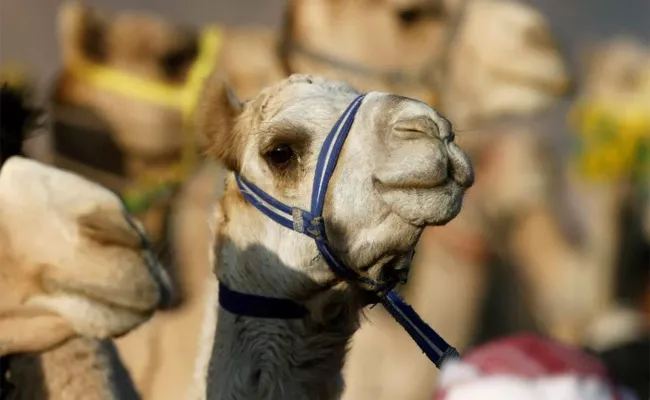 Australia Will Kill Thousands Of Camels Because They Drink Too Much Water - Sakshi