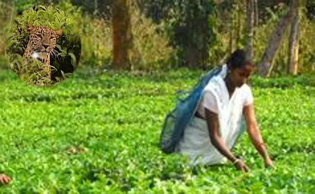 Bengal Woman Fights With Leopard In Tea Garden - Sakshi