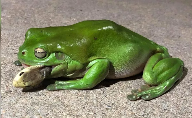 Frog Eats Venomous Snake And Survives After Multiple Bites Became Viral - Sakshi