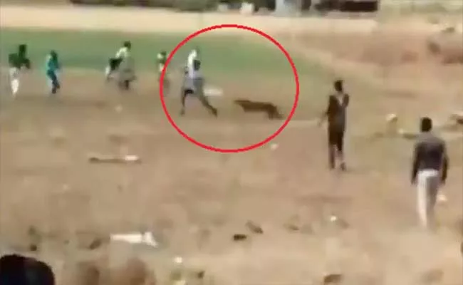 IFS Officer Shares Scary Video Leopard Attacking On Crowd - Sakshi