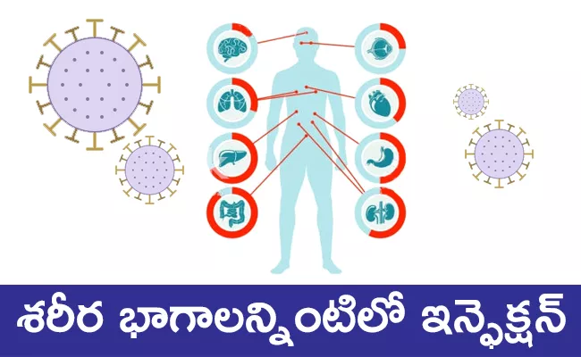 studies find Covid-19 infects All Key Human Organs   - Sakshi