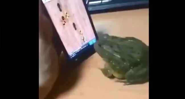 Frog Plays Mobile Game: Video Ends With Unexpected Twist - Sakshi