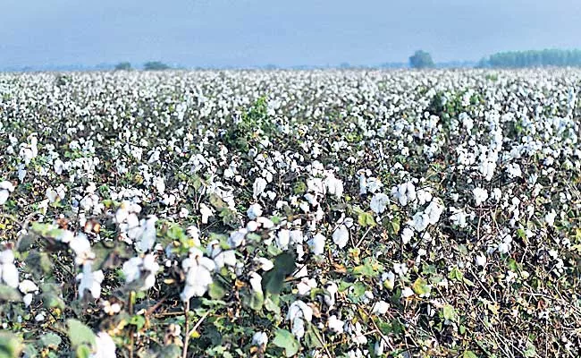 World Class Economists Believe That BT Cotton Is Failure - Sakshi