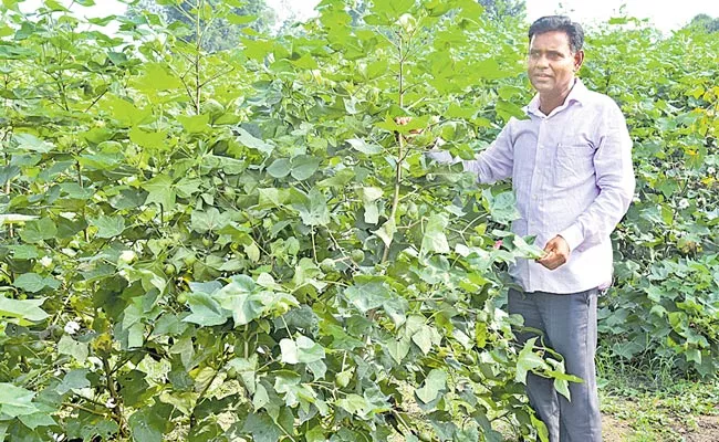 Adilabad Krishi Vignan Kendram Is Farming Raised Bed System - Sakshi