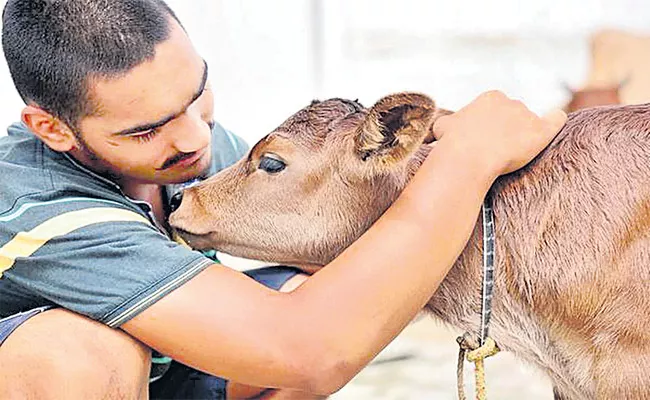 Cow Hugging Practiced  Over A Decade Which Controls Anxiety - Sakshi