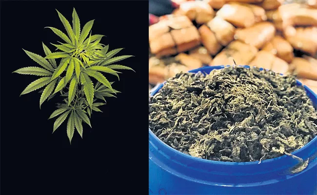 Cannabis Consumption Usage Increasing In Telangana - Sakshi