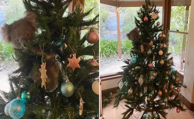Viral Video: Koala Hanging From Christmas Tree In Australia - Sakshi