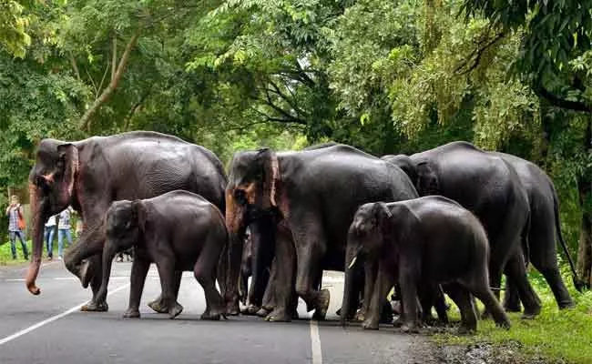 471 Elephants Deceased In Karnataka last Six Years - Sakshi