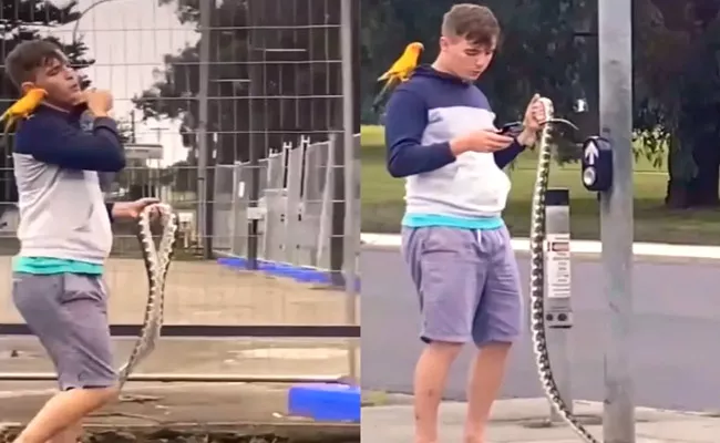 Man Walks With His Pets Python And Parrot Video Goes Viral On Social Media - Sakshi