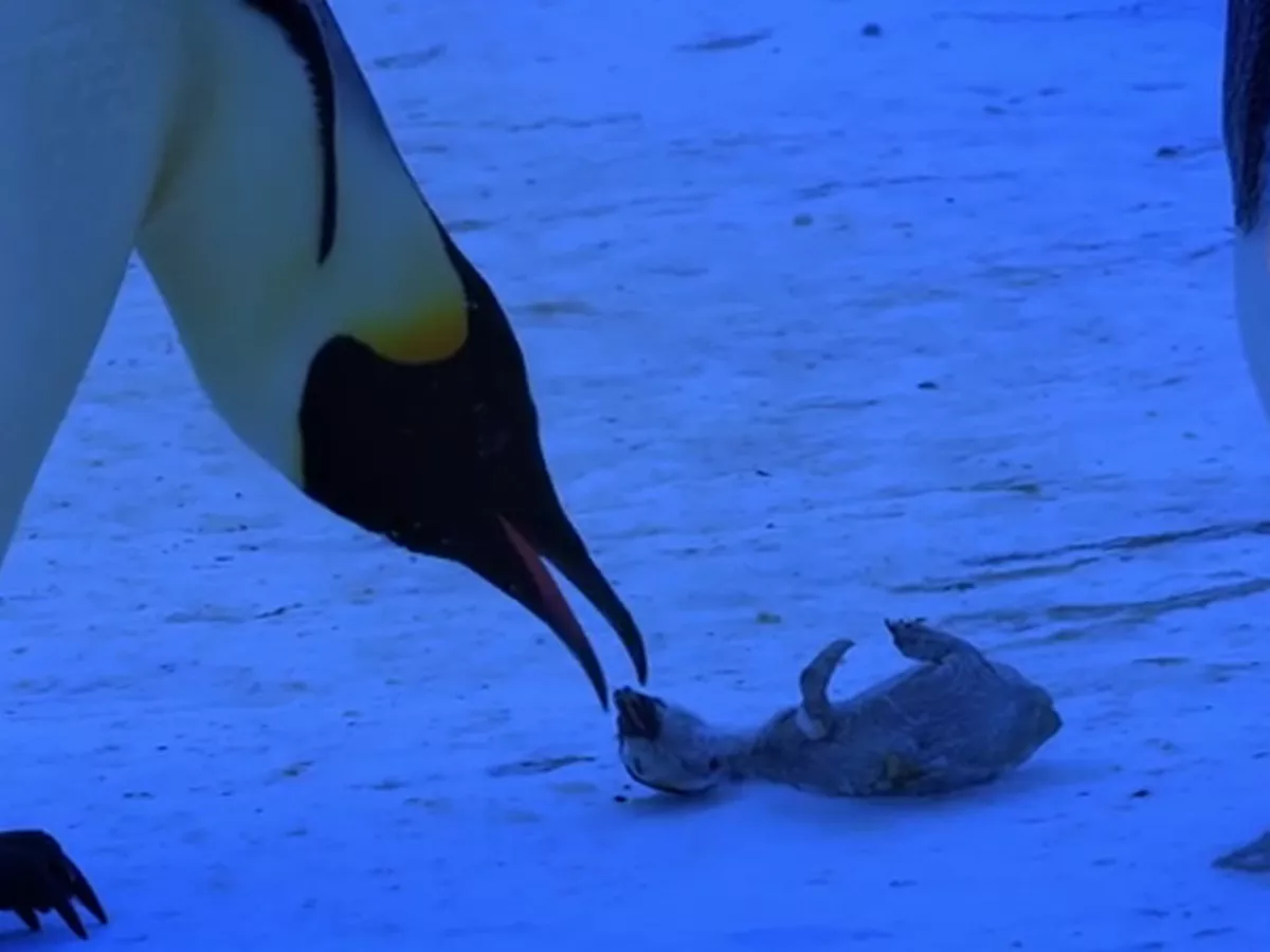 Penguins Mourn Loss of Baby in Heartbreaking Viral Video - Sakshi