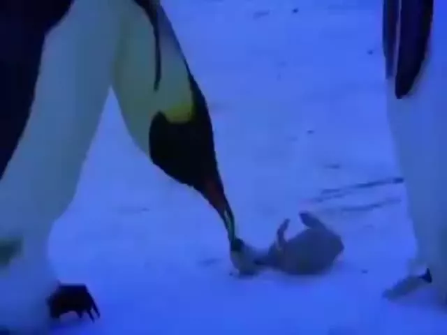 Viral: Penguins Mourn Loss of Baby Heartbreaking Video