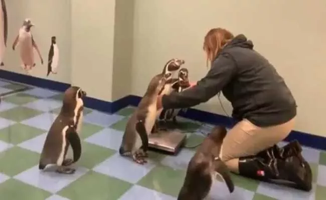 Penguins Eagerly Wait To Be Weighed Video Viral On Social Media - Sakshi