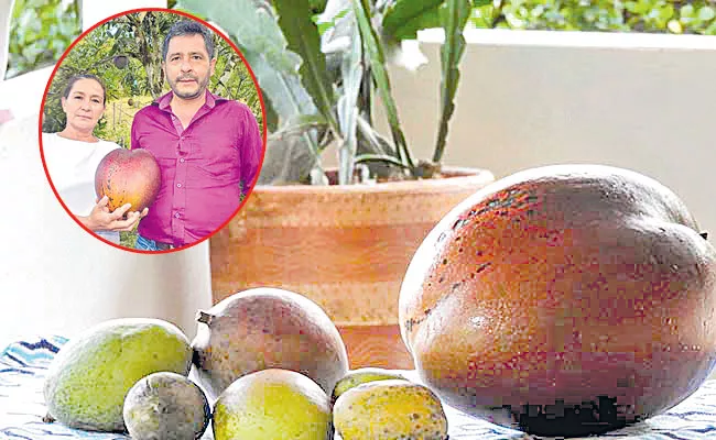 Local To Global Photo Feature in Telugu May 02 2021, Guinness World Record Big Mango - Sakshi