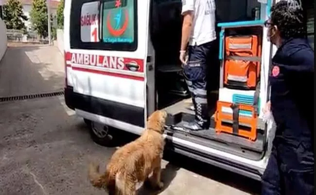 Watch: Dog follows ambulance carrying owner to hospital In Turkey - Sakshi