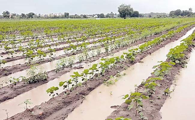 Raised Bed Farming: Agriculture Farmers Doing In Adilabad - Sakshi